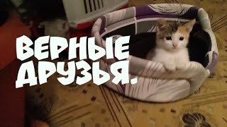 Мои котята.Верные друзья. Мои котята.Верные друзья.
