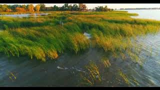 Wetlands Movie full