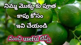 139.nimma chettu ela penchali.How to grow lemon tree in a pot.నిమ్మమొక్క పూత కాపు కోసం మంచి ఎరువు screenshot 3