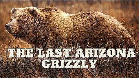 The Last Arizona Grizzly