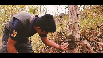Camera Trapping - All in a Day