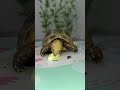 Tortoise 🐢