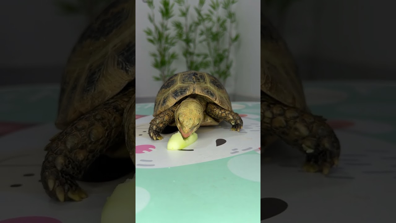 Tortoise 🐢