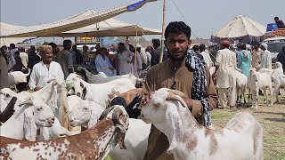 bakra mandi dera ghazi khan goat farming in Pakistan goat business dera ghazi khan