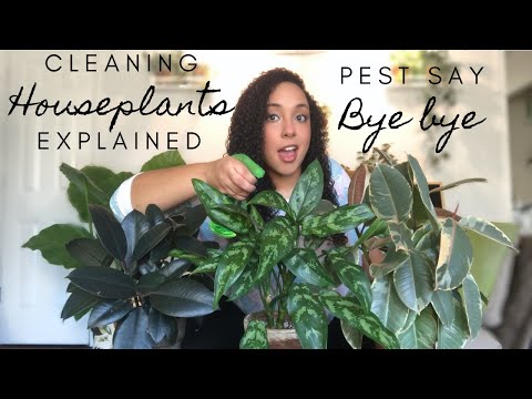 Cleaning Houseplant Leaves Explained!! | How To Deter Pests & Keep Plants Happy & Healthy!