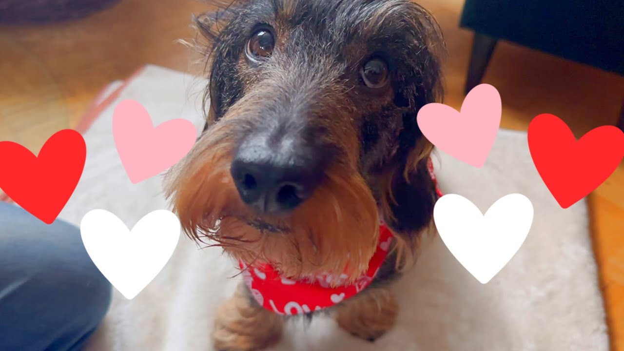 Dachshund Teddy's Valentine's Spa Day ️ ️ ️ #TeddyTheDachshund - YouTube
