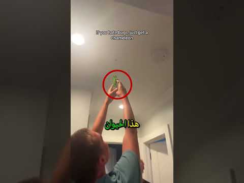 هذا هو الحل الفع ال إذا كنت تخاف من الحشرات والعناكب