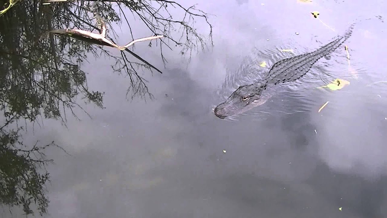 Alligator taking a swim in Everglades National Park YouTube