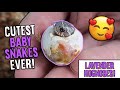 More lavender hognose snakes hatching