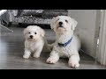 Bichon Frise Puppy & Adult - Video 1 | Rebecca Shuttleworth の動画、YouTube動画。