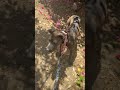 Trixie video