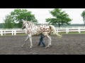 Proud a blind horse and his owner working together with love