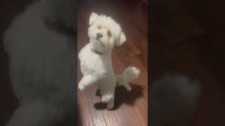 Buddy’s Got Talent!  #dancevideo #dog #funny #puppy