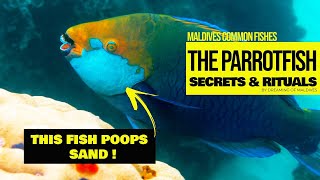 The Parrotfish 🐠 The Sand Pooper and Beach Maker 😜  Fun Facts and Little Secrets