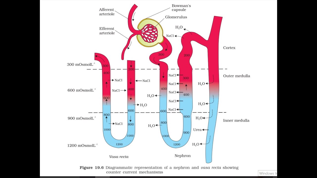 ncert mechanism of concentration of urine youtube mechanism of urine formation flow chart
