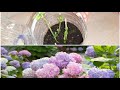 Ortanca çiçeği nasıl çoğaltılır. How to Bloom hydrangea.