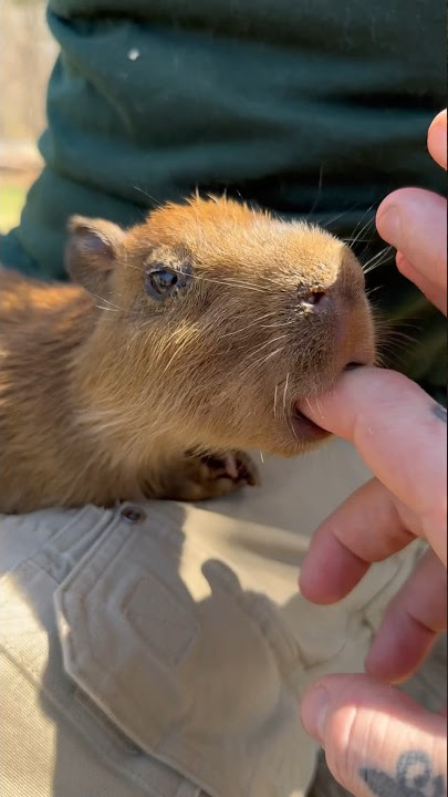 The cutest #baby #capybara at Animal Adventures in Bolton MA #shorts