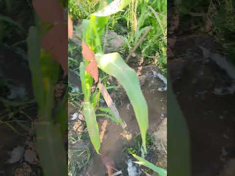 ابتهالات صافيه صلي علي النبي ابتهالات الزراعة حياه 