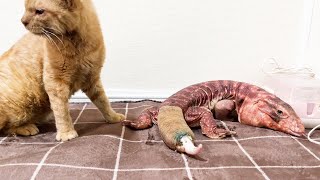 保護猫ライフ君のために買ったおうちに違う主が訪ねてくるので譲ってあげました