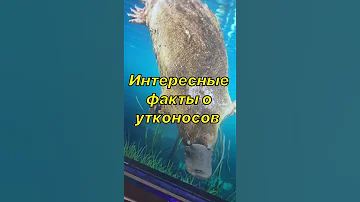 Интересные факты о утконосов #Интересно #Наука #класс #биология#рисунок#факт#утконосы