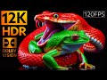 Precise Colors 12K HDR 120fps Dolby Vision