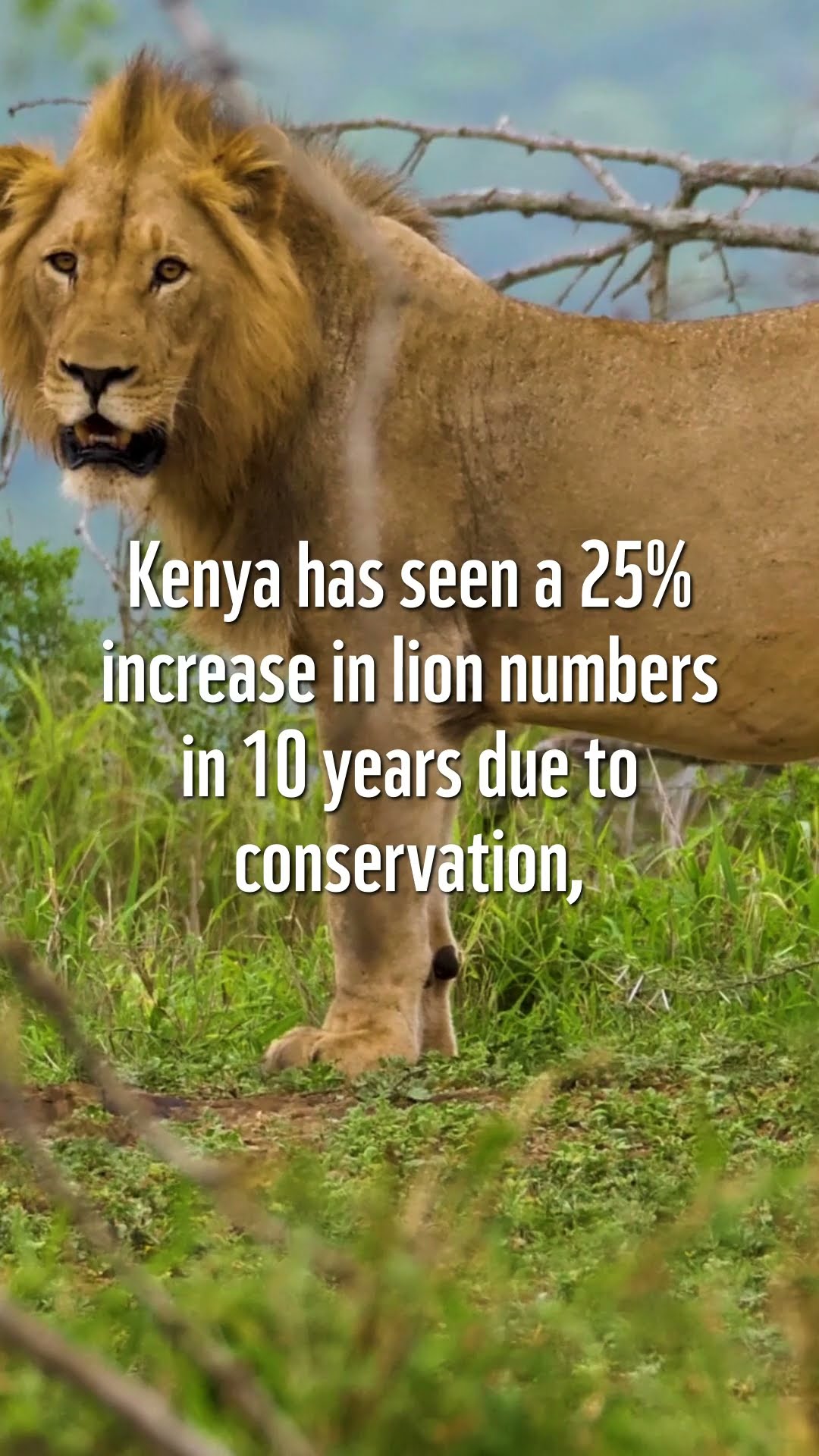 Lion