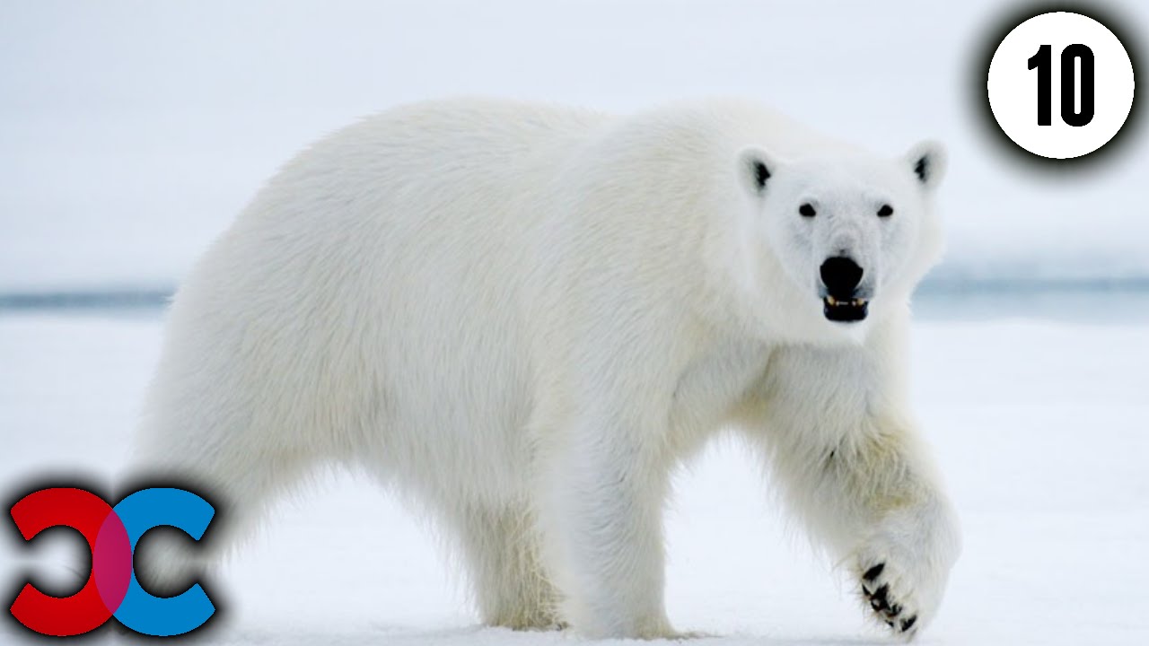 Белый вид. Белый медведь (лат. Ursus maritimus). Urs Polar. Виды белых медведей. Внешний вид белого медведя.