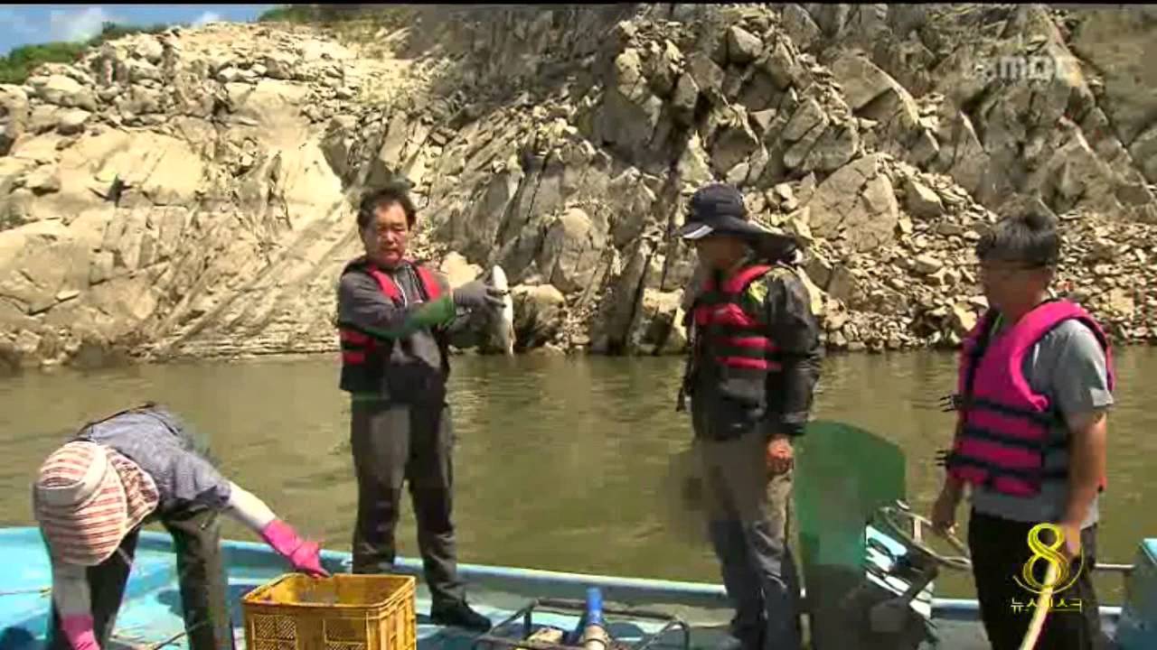 [안동MBC뉴스]제보+ 안동호 배스, 그물 포획+ 간추린