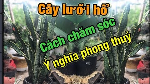 Cây lưỡi hổ ý nghĩa phong thủy và cách trồng sống đơn giản