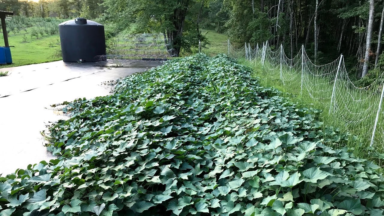 How to Grow Sweet Potatoes in Feed Bags - Fresh Eggs Daily® with