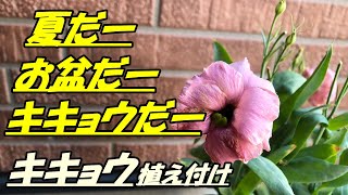 【花】キキョウの育て方・植え付け
