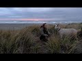 Hiking The Oregon Coast Trail With My Goat