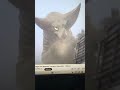 How did that thing wake up