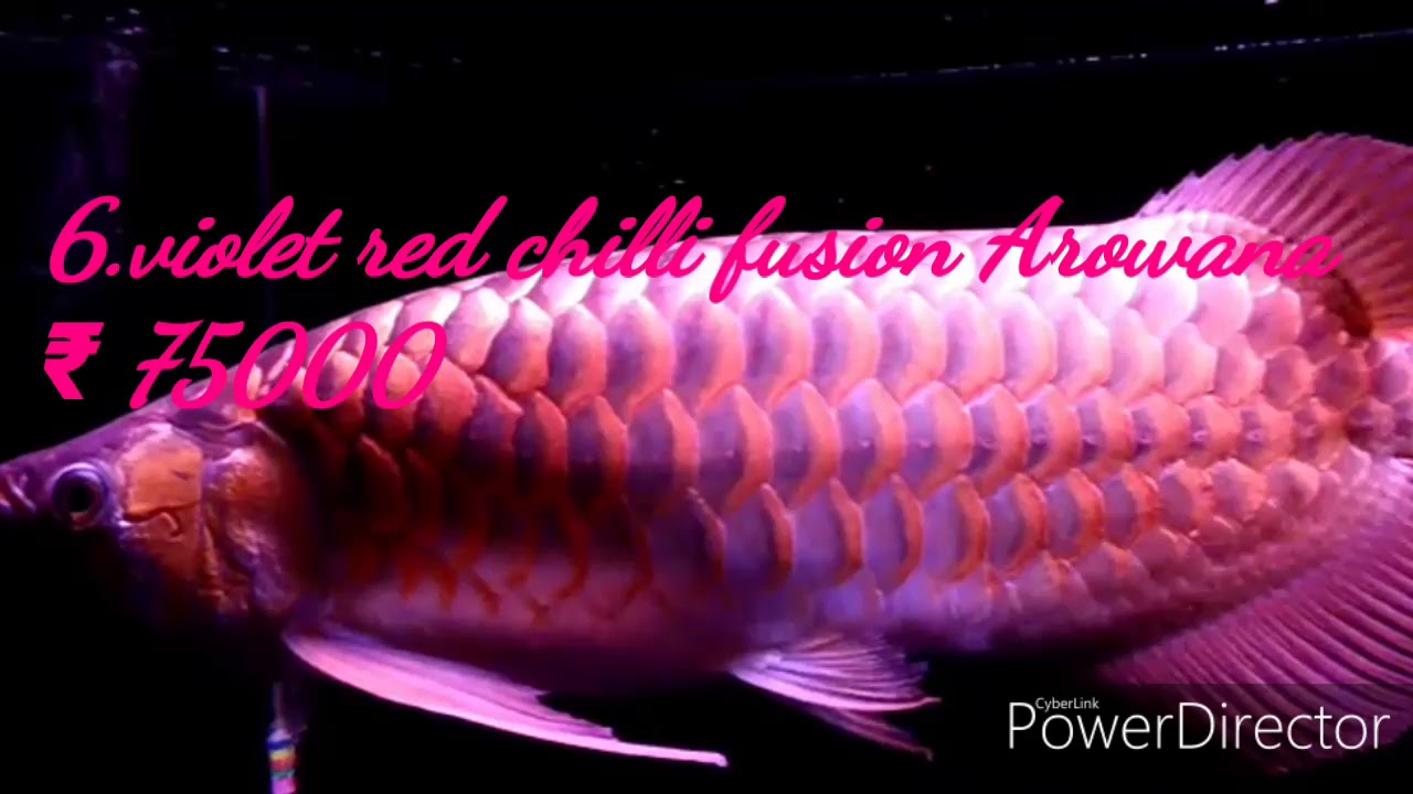 Top ten most expensive Arowana. YouTube