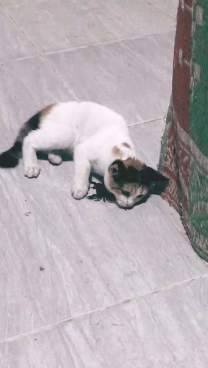 Kucing kecapit kepiting