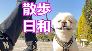 【ペキニーズ】散歩日和。ペキニーズのゆきとましろ