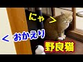 このあと すごい催促…【野良猫】【獣】
