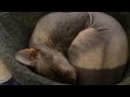 Grumpy Don Sphynx Cat の動画、YouTube動画。