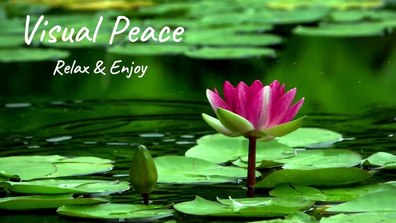 Deep Sleep Music For Insomnia And Anxiety - Relax, Meditate, Sleep, Study, Tai Chi, Qigong - 3 HOURS