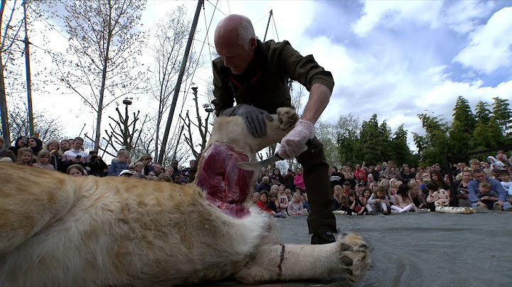 Løven Zola blev skåret op i Odense Zoo