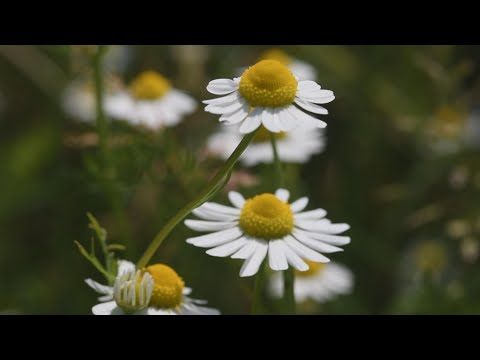 Video: Wie Man Eine Kamille Bindet