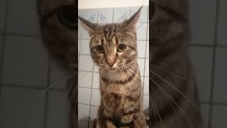 Кот кыся! #cat #популярное #кошка #popular #мойканал #подпишись