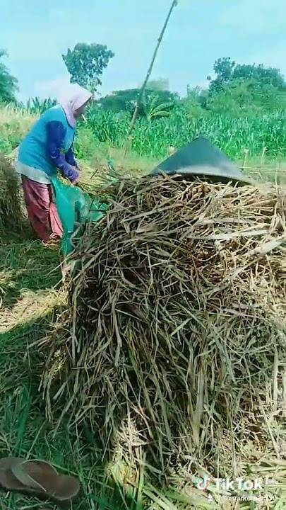 pejuang bawon