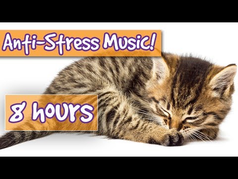 music-for-cats!-soothe-stressed-cats-with-calming-music,-relieve-anxiety,-help-cats-to-sleep!-🐱-💤