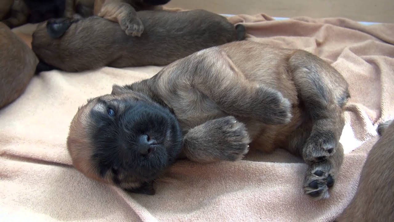 newborn wheaten terrier