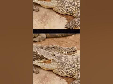 🤯 Mindblowing Evolution of Crocodiles! DID YOU KNOW crocodiles once