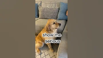 Who Do You See Petsofinstagram Dogsofinstagram Doglovers Dogdad Dogmom Animallife Funny 