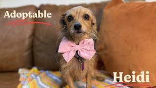 Meet Heidi – The Sweetest Little Lap Buddy You’ll Ever Meet! 