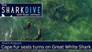 The Shark Dive  Cape fur seals turn the table on a great white shark.