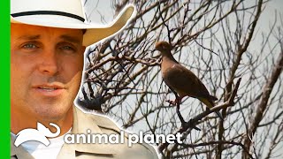 Illegal Dove Shootings Near A Residential Neighbourhood Cause Concern | Lone Star Law